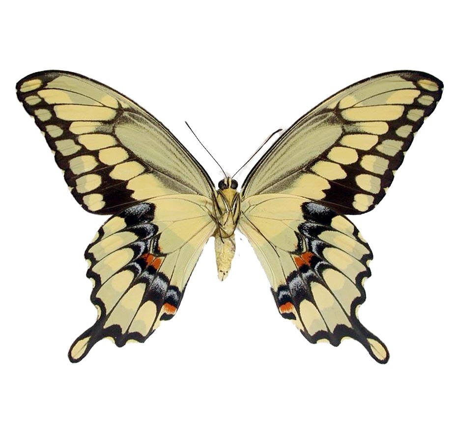 Papilio cresphontes VERSO giant swallowtail yellow black butterfly UNMOUNTED AZ