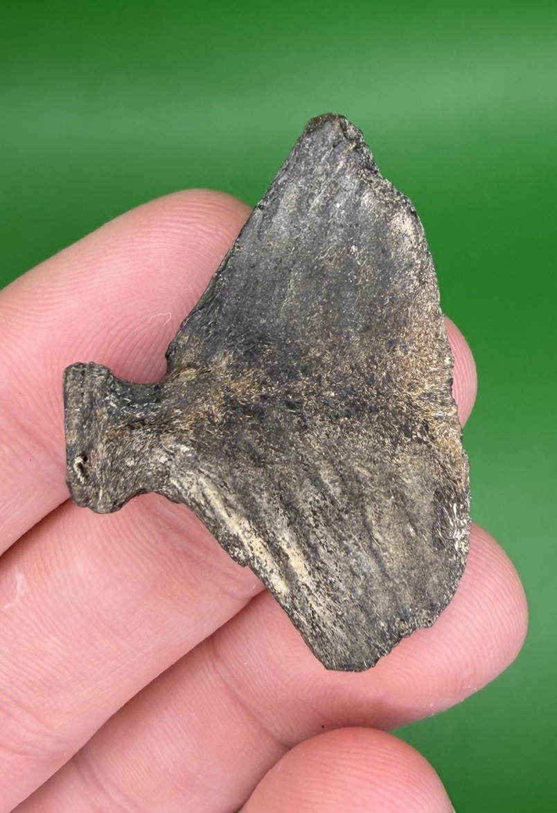 Lowcountry Fossilized Fish Tail Real Authentic Fossil from SC