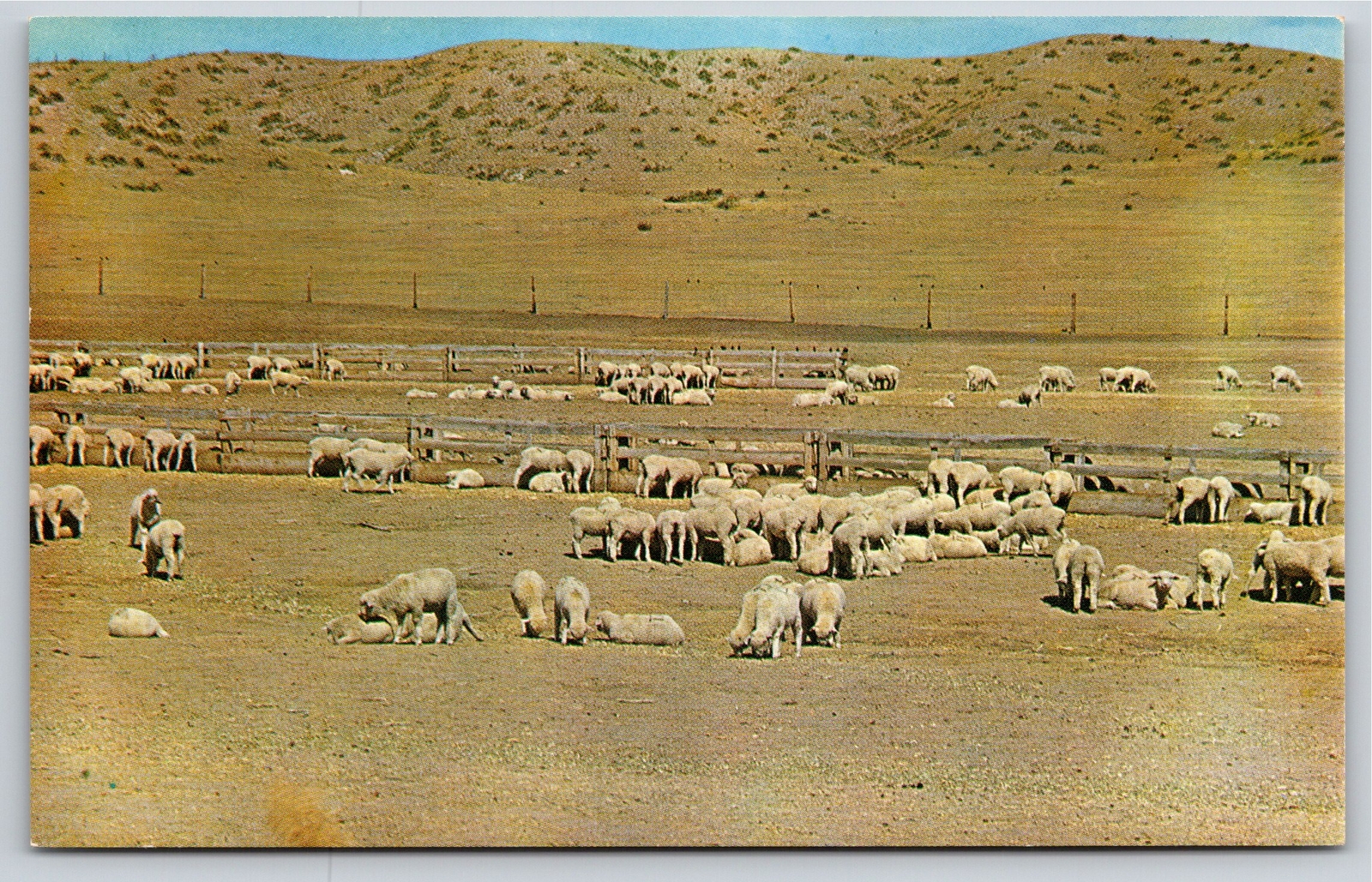 Animals~Air View Sheep Pastures On Western Plains~Vintage Postcard Animals~Air View Sheep Pastures On Western Plains~Vintage Postcard