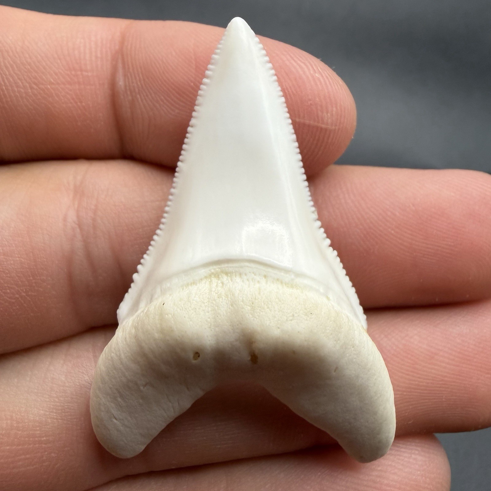 Great White Shark Tooth 1.89” Modern Lower - RARE - Legally Collected USA