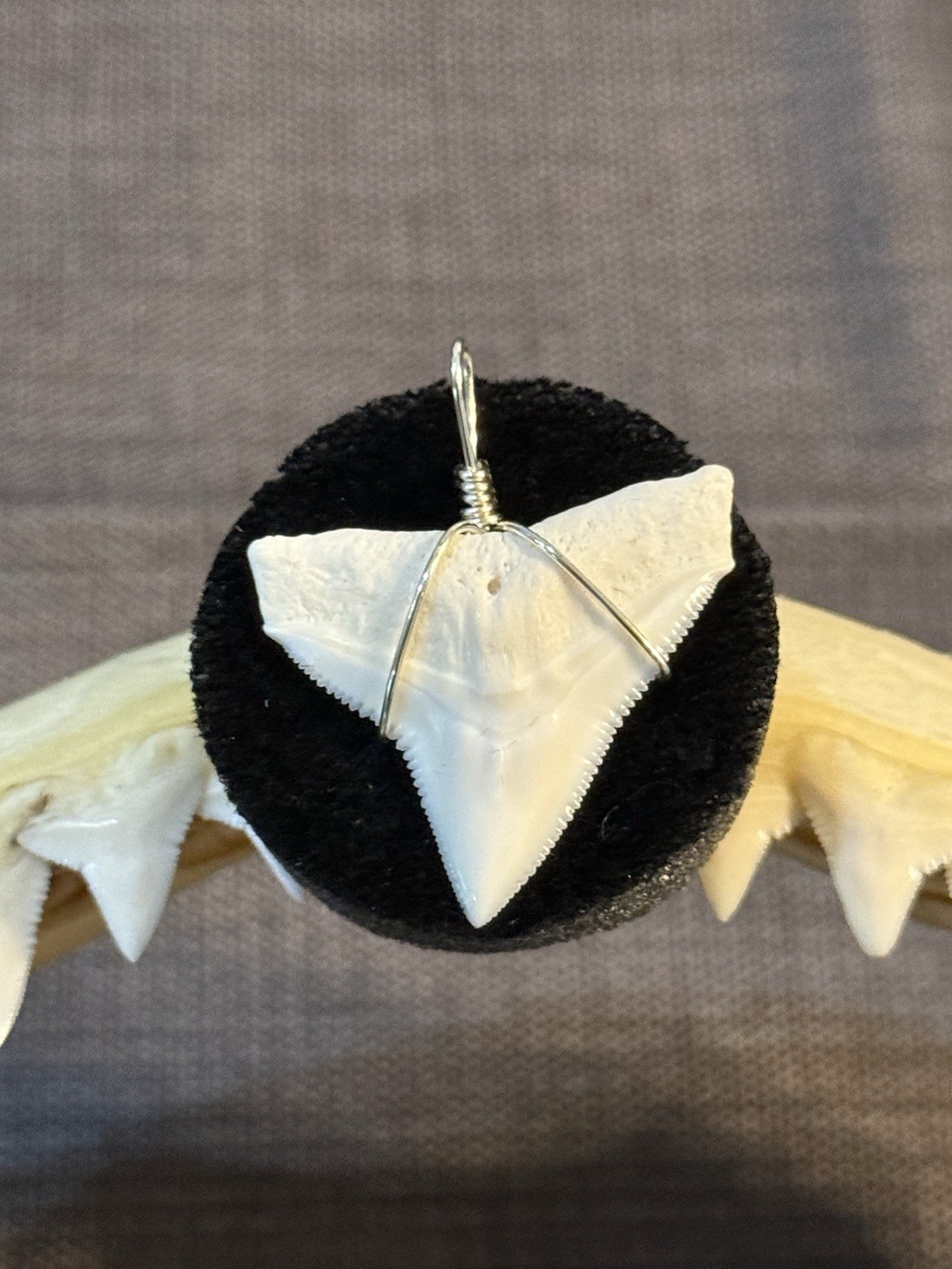 Shark tooth pendant. 1.1/8 inch modern upper Bull shark tooth ( NON ENDANGERED )