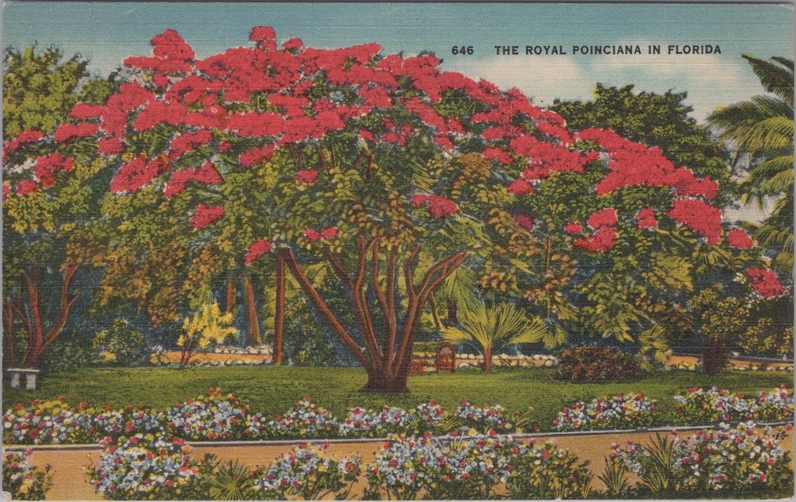 1941 The Royal Poinciana FL Linen Flowering Poinciana Trees Vintage Postcard