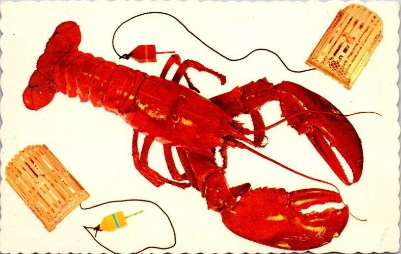 Vintage Postcard Large Red Maine Lobster Maine ME                           3066