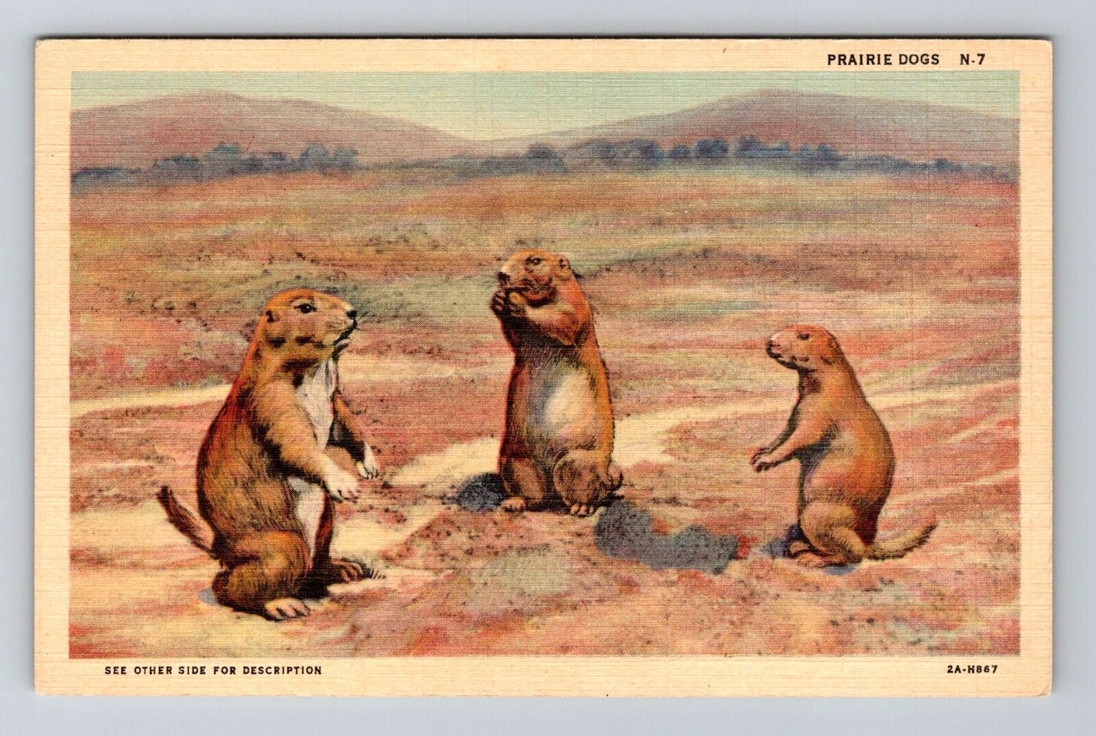 Prairie Dogs in Desert, Native off Southwest, Vintage Postcard