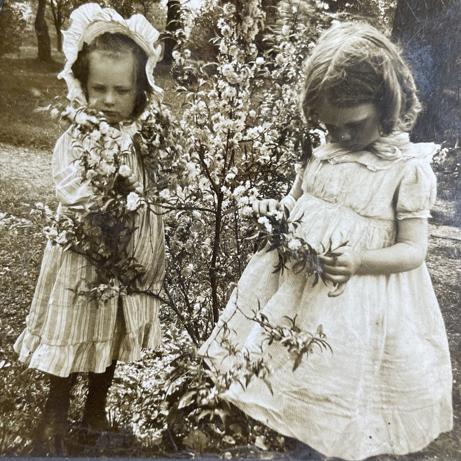 Children Picking Flowers Stereoview Keystone View Co. 1903 B.L. Singley