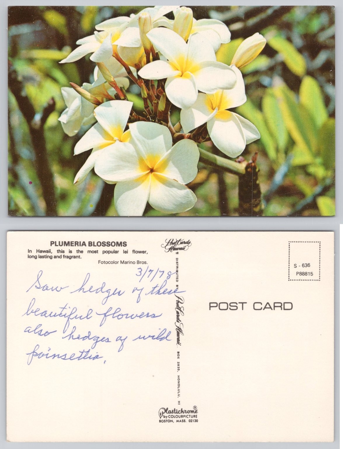 1978 Plumeria Blossoms Hawaii Postcard - Popular Lei Flower - Plastichrome