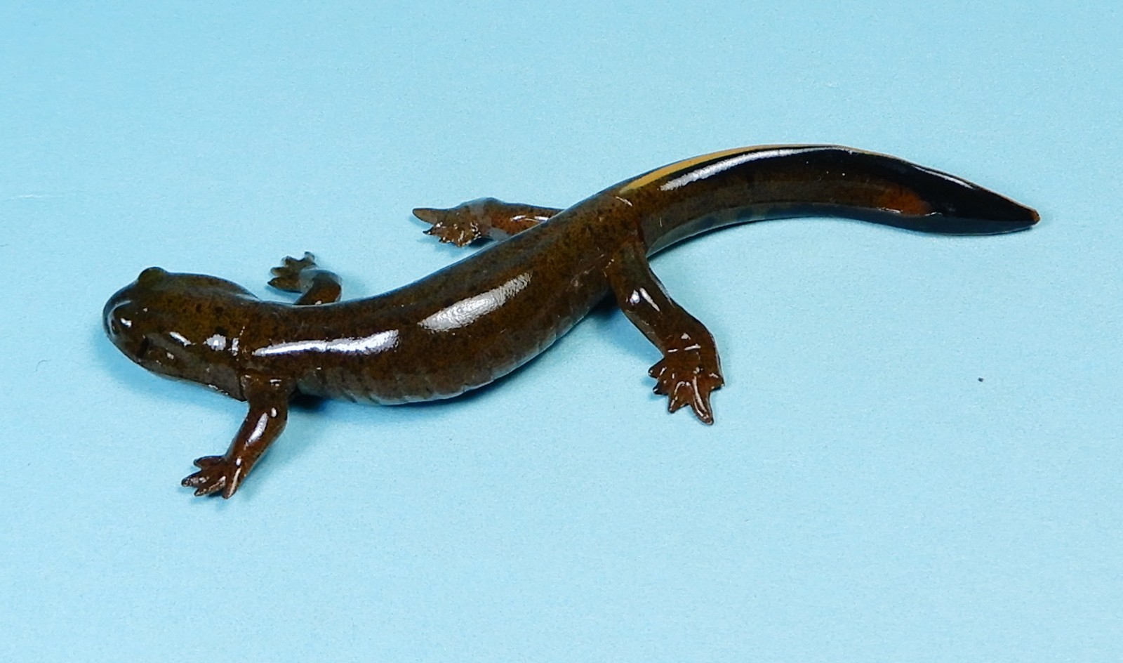 Kaiyodo Animatales Animal in Japan Choco Q Mitsyama salamander Figure US seller