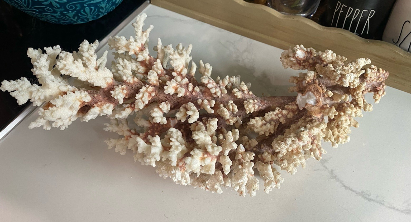 Large 16” Natural Branch Coral Specimen Beach Coastal Nautical Ocean