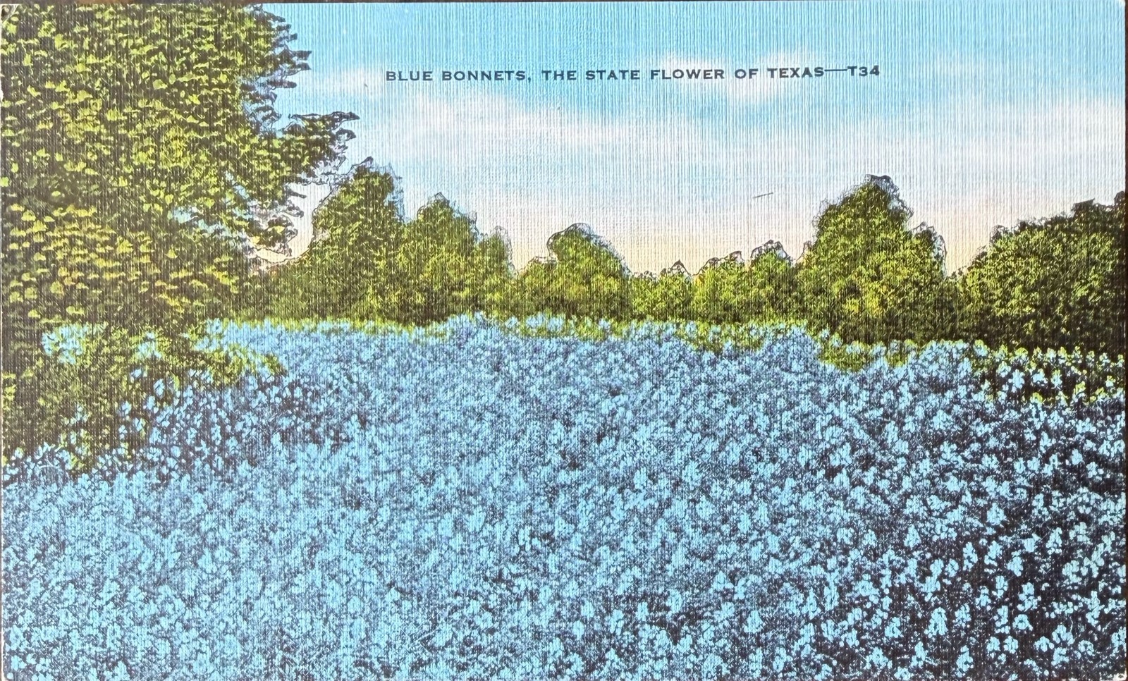 Postcard Blue Bonnets State Flower of Texas Scenic View Linen Unposted