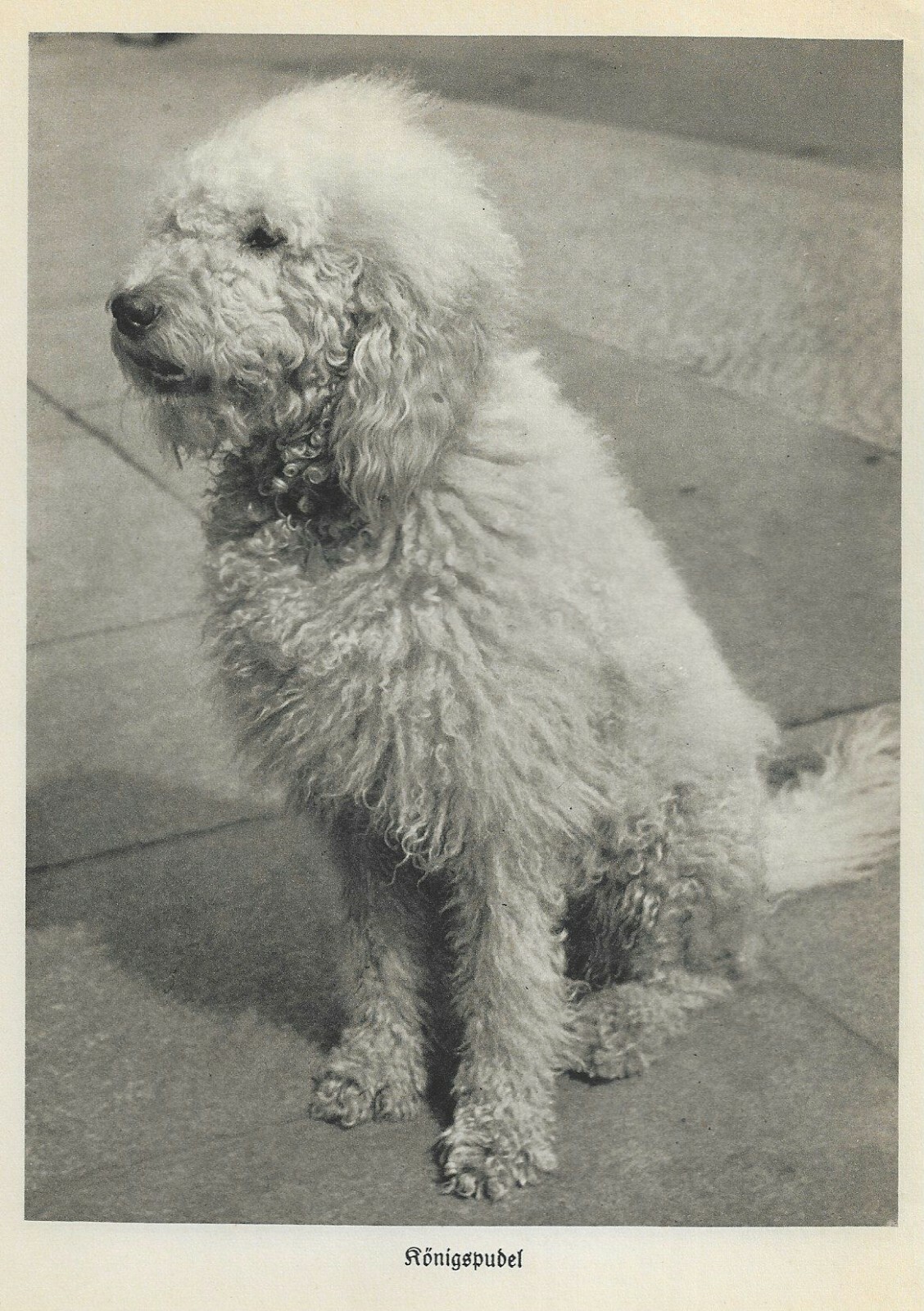 Poodle - 1934 Vintage German Dog Print - Matted Poodle - 1934 Vintage German Dog Print - Matted