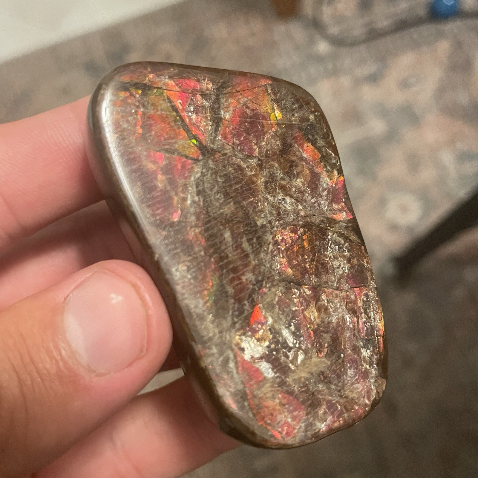 AMAZING AMMOLITE AMMONITE FOSSIL GEMSTONE CANADA DEEP RED 2.55 Oz