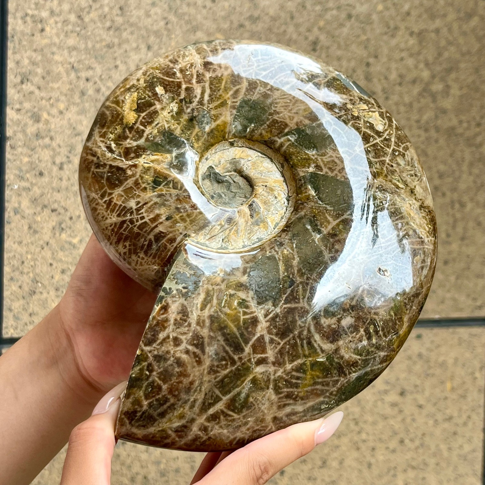 4.6 lb  Polished Ammonite conch fossil specimens of Madagascar