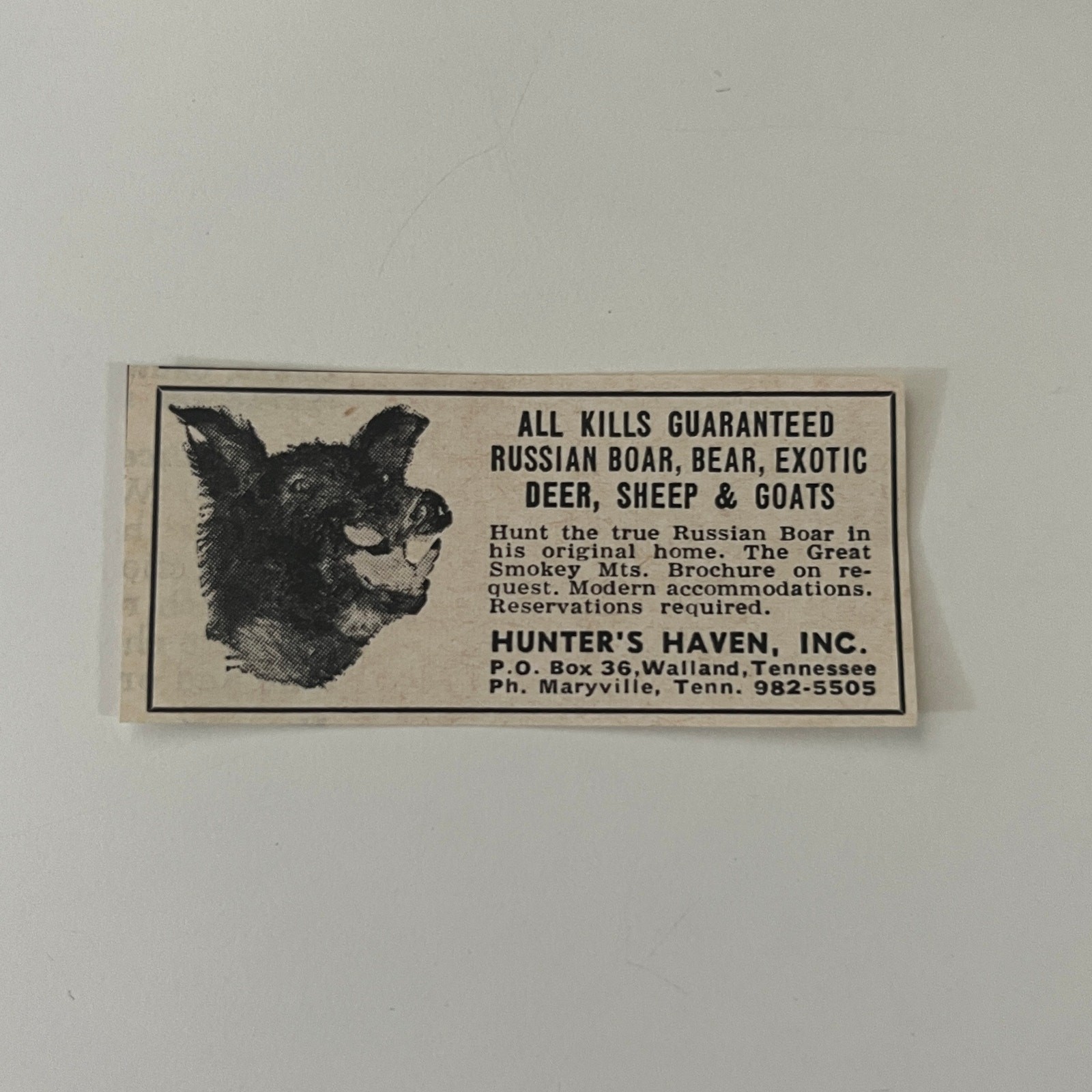 Hunter\'s Haven Inc All Kills Guaranteed Boar Bear Walland TN 1966 Ad SAH8-3-V2