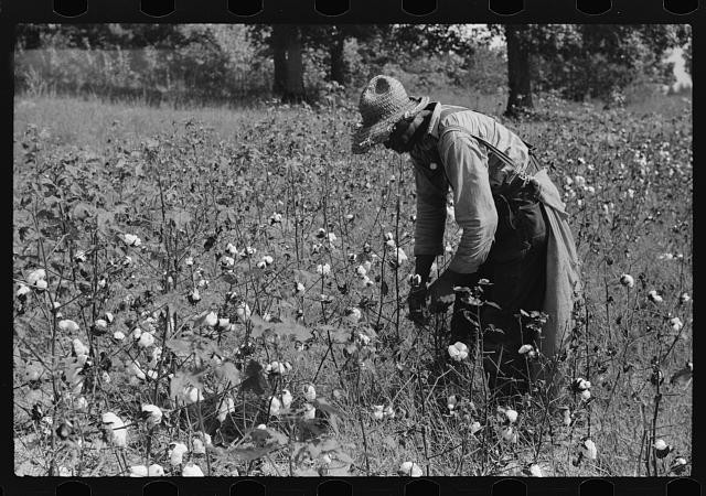 Photo:Chapel Hill NC Will Cole Cotton Picking Sharecropper 1939