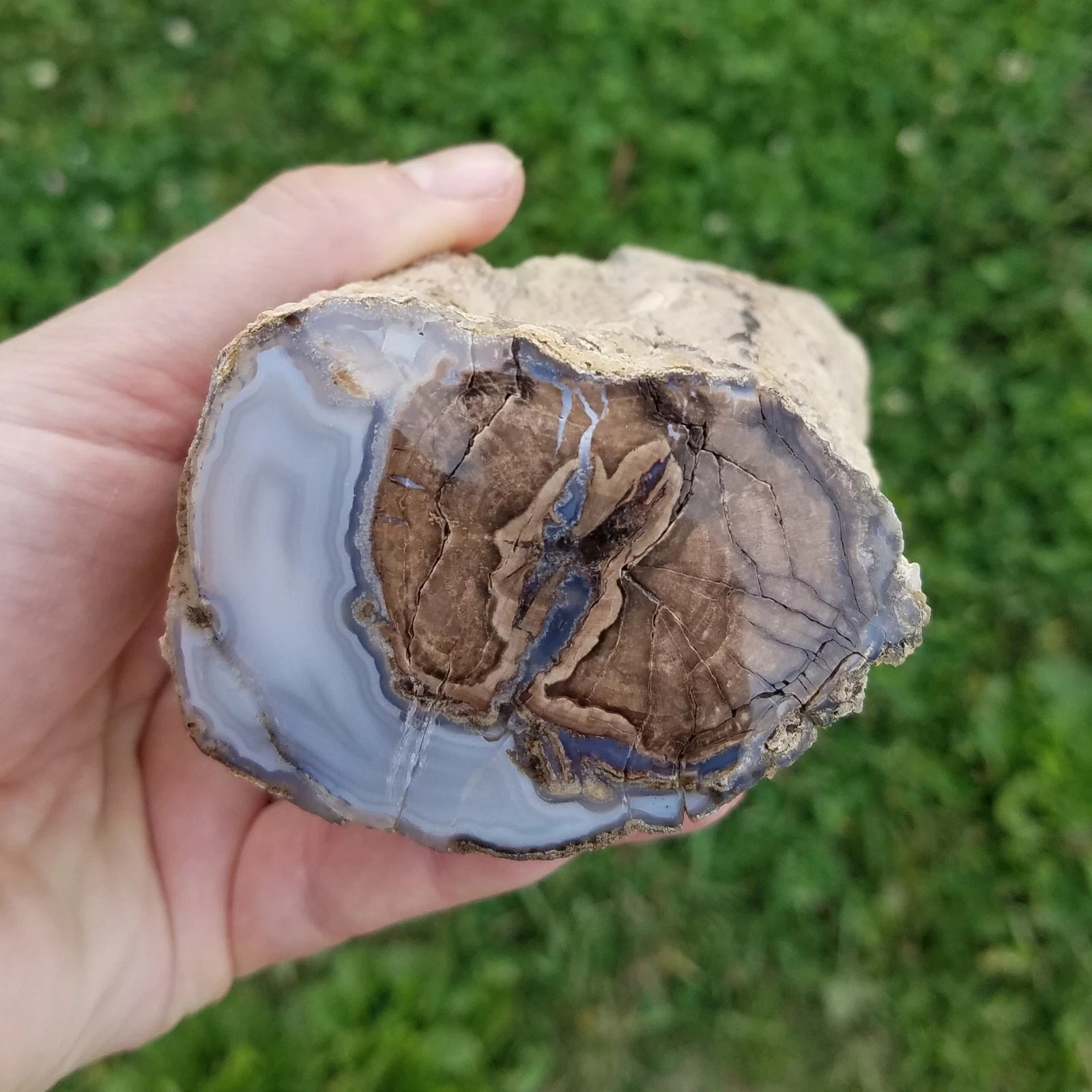 Amazing Blue Forest Petrified Wood Limb Cast Polished Wyoming Eden Valley Agate