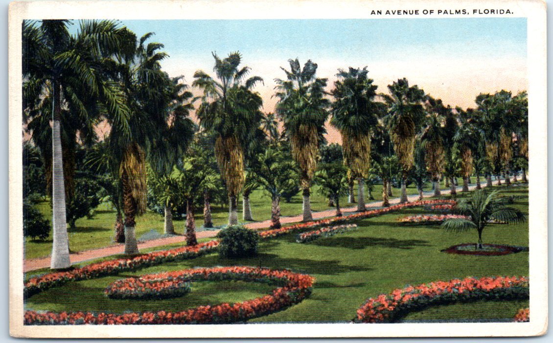Postcard - An Avenue Of Palms - Florida