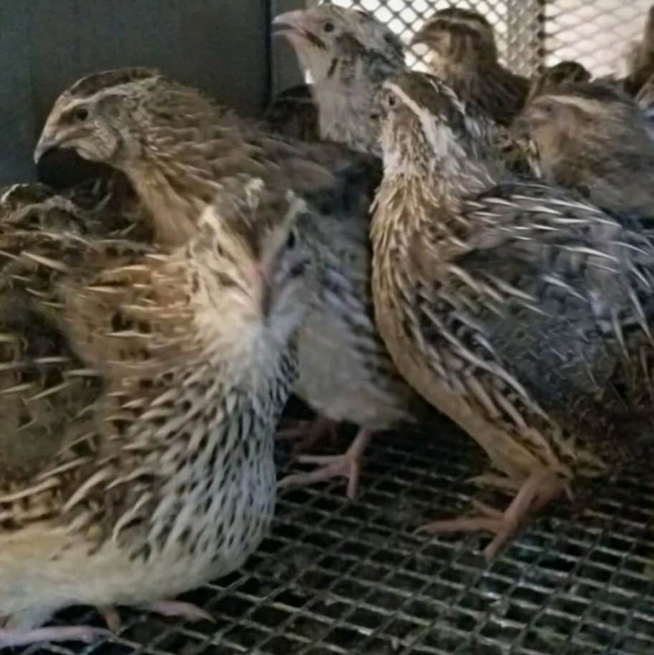 Live quail for sale 5$ each