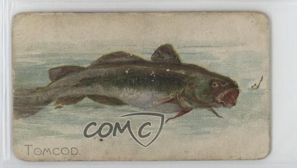1910 ATC Fish Series Sweet Caporal Factory 25 2nd Dist VA Back 1-50 Tomcod 06ws