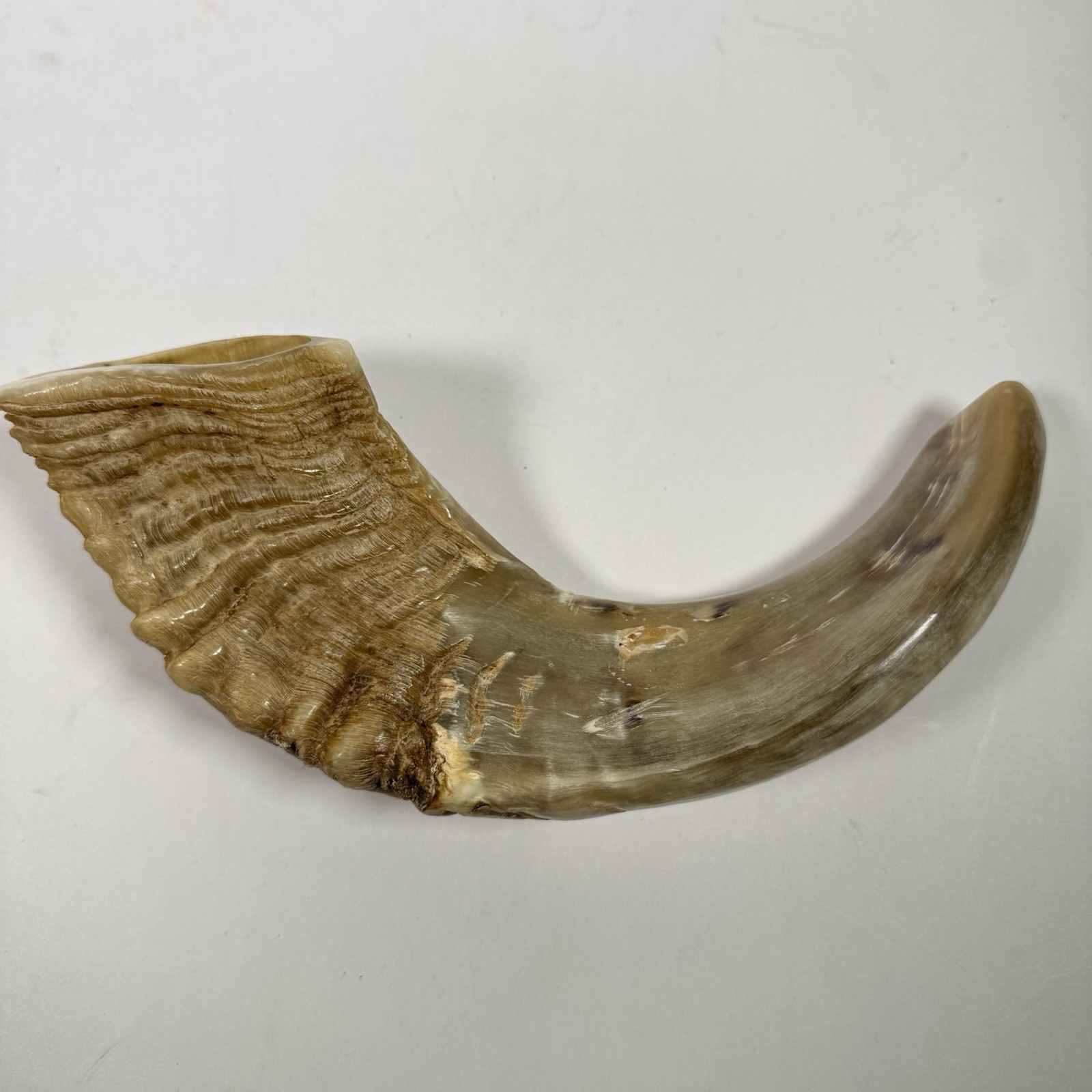 Polished Natural Ram Horn Shofar 9.5” Israel Judaica Jewish Ceremonial Decor