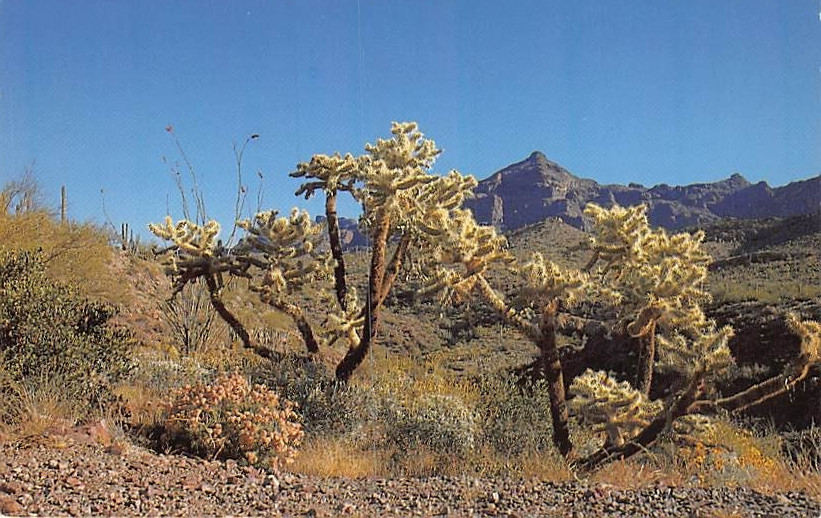 Postcard AZ: Chain Fruit Cholla, Arizona, Unposted
