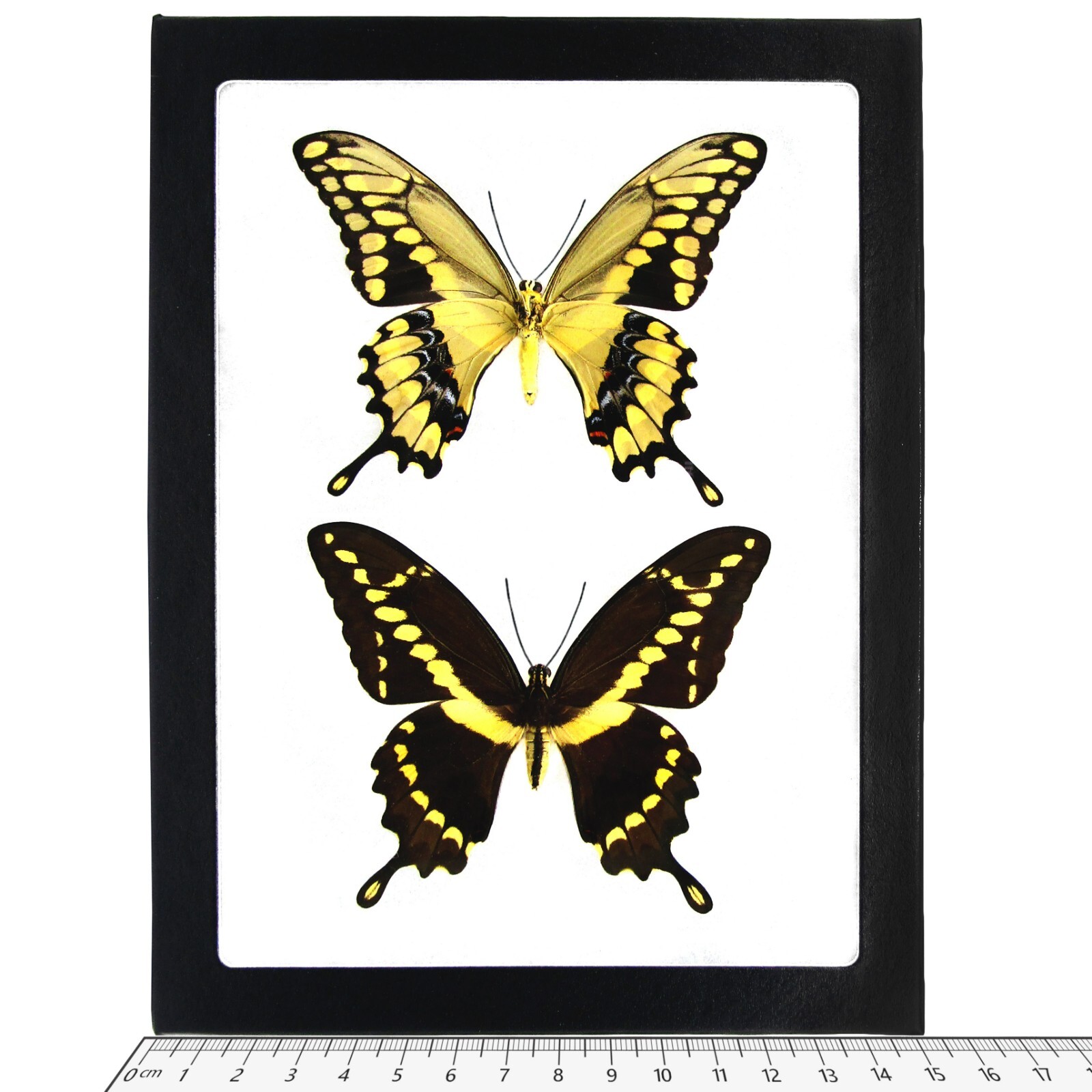 Papilio cresphontes VERSO + RECTO FRAMED PAIR giant swallowtail butterflies AZ
