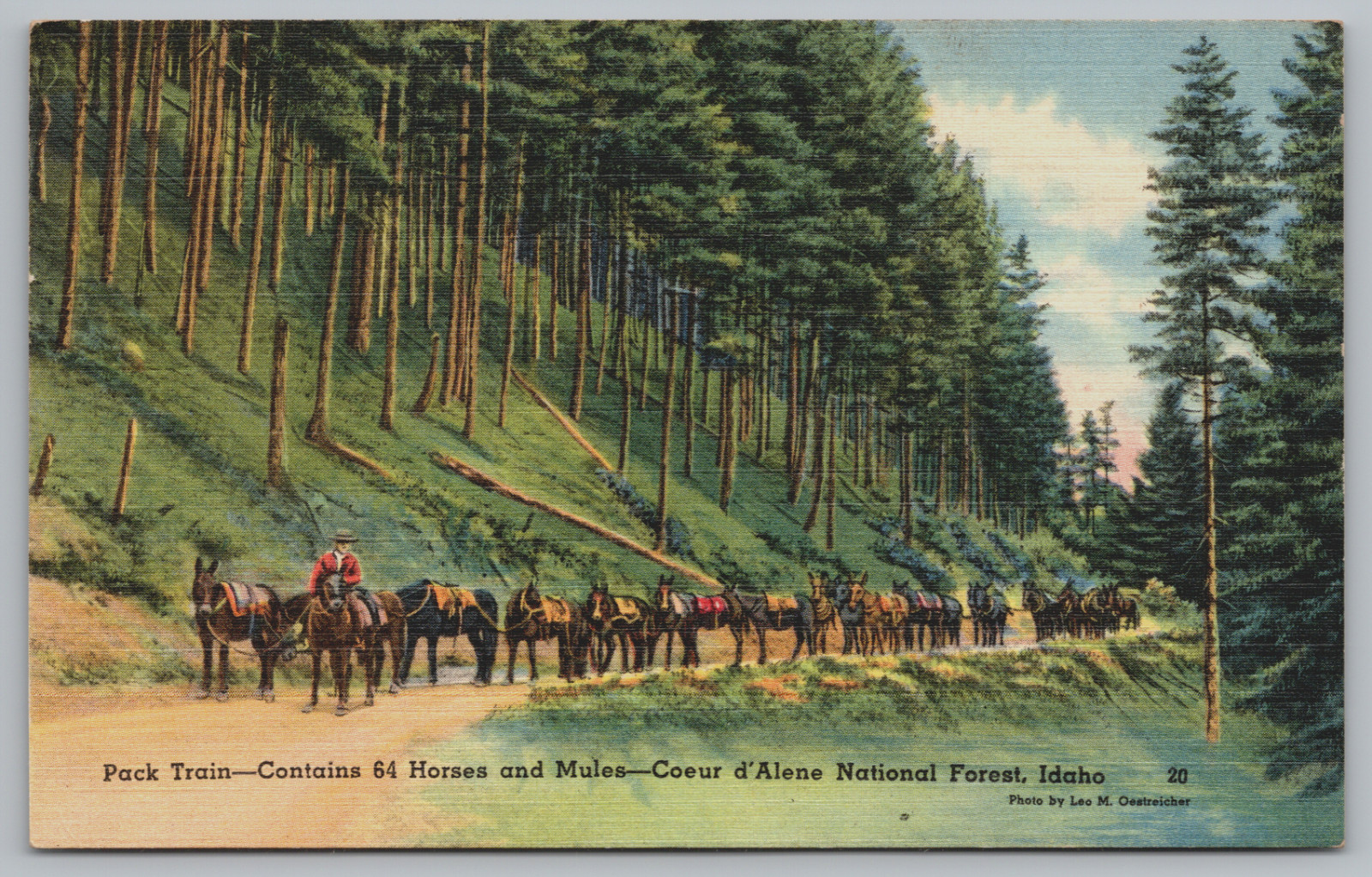 Postcard, Pack Train, Horses, Mules, Coeur d\'Alene National Forest, Idaho, Trees