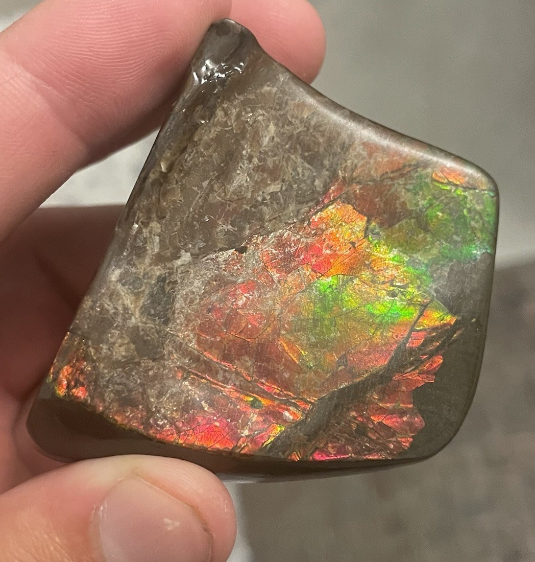 AMAZING AMMONITE CANADIAN AMMOLITE RAINBOW GEMSTONE FOSSIL BEAUTIFUL 4.7 OZ AMAZING AMMONITE CANADIAN AMMOLITE RAINBOW GEMSTONE FOSSIL BEAUTIFUL 4.7 OZ