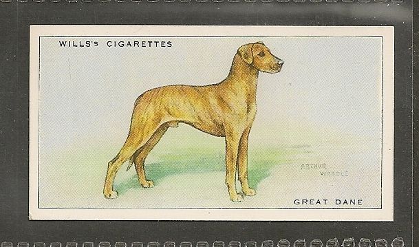 Rare 1937 UK Arthur Wardle Dog Art Wills Cigarette Card Brindle Uncrp GREAT DANE