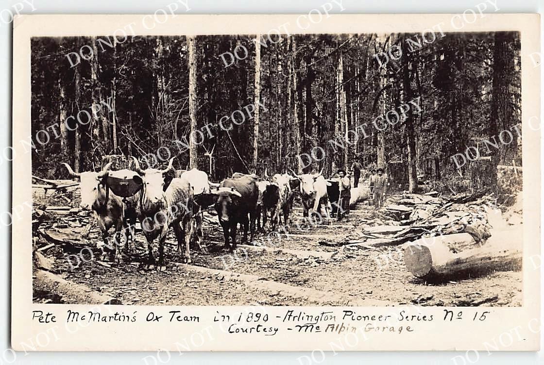 RPPC Pete McMartin\'s Ox Team in 1890 Logging Arlington, WA 1920s Photo Postcard
