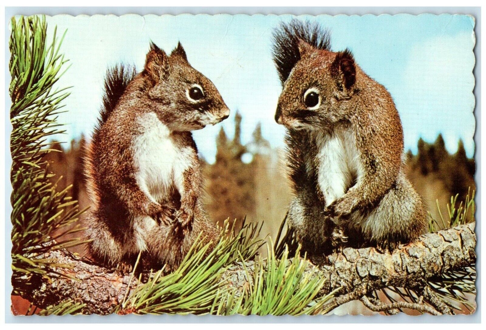 1967 Greetings From Lemke's Lodge Lake Plevna Ontario Canada Squirrel Postcard
