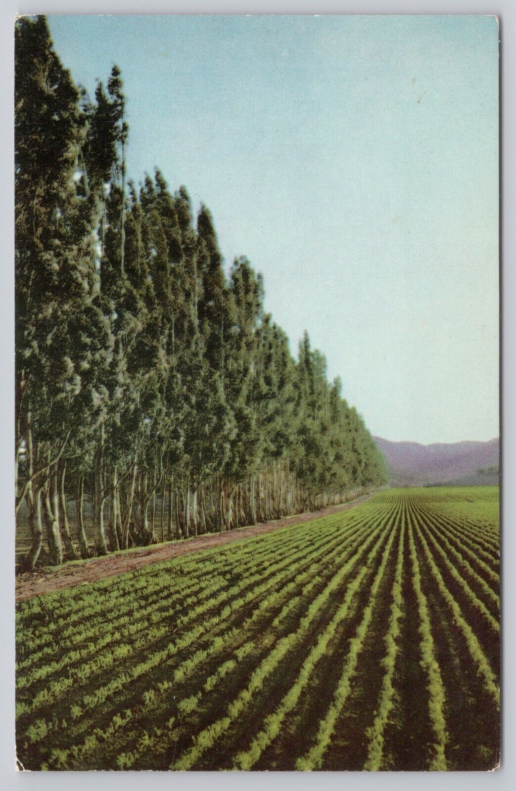 King City California, Salinas Valley Fertile Fields, Vintage Postcard