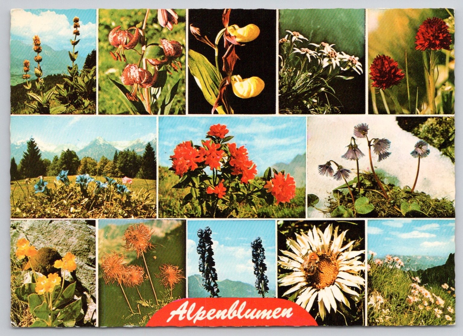 Vintage Alpenblumen Postcard - Austrian Alpine Flowers Tyrol Vintage Alpenblumen Postcard - Austrian Alpine Flowers Tyrol