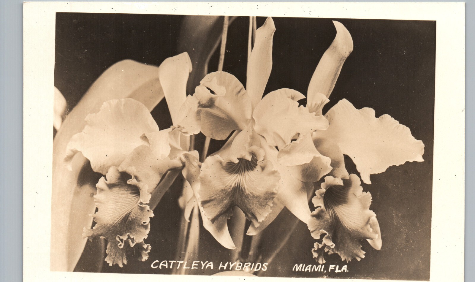 CATTLEEYA HYBRIDS c1940 miami fl real photo postcard rppc florida flower history