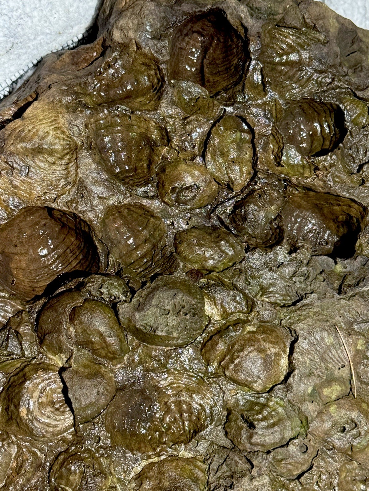 Rare Brachiopod Fossil Plate Devonian Period, 14 lbs 9 oz  • New York 