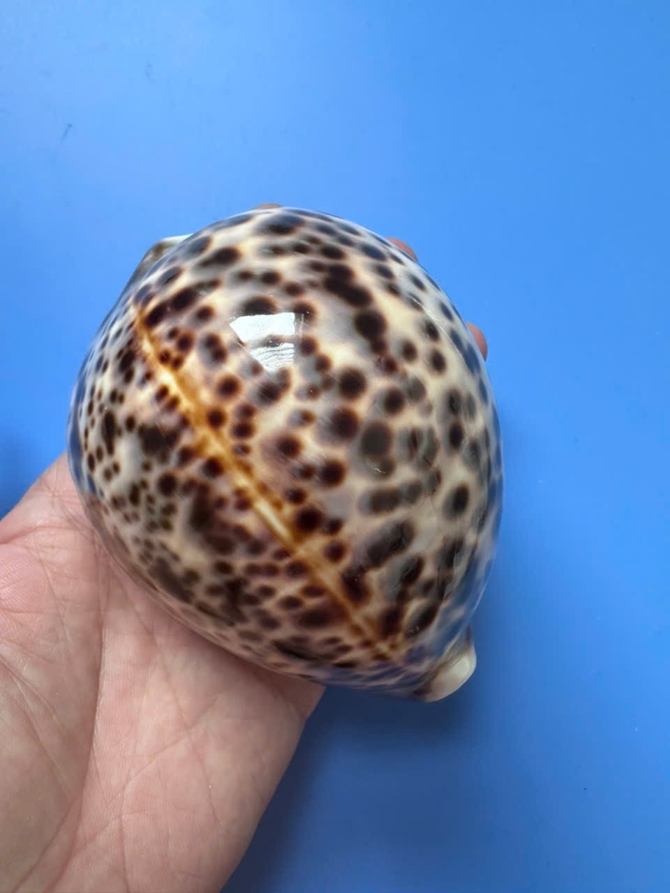 110.6mm | Cypraea Tigris Pardalis| F+++ | GIANT size| SUPER Heavy 233g RARE