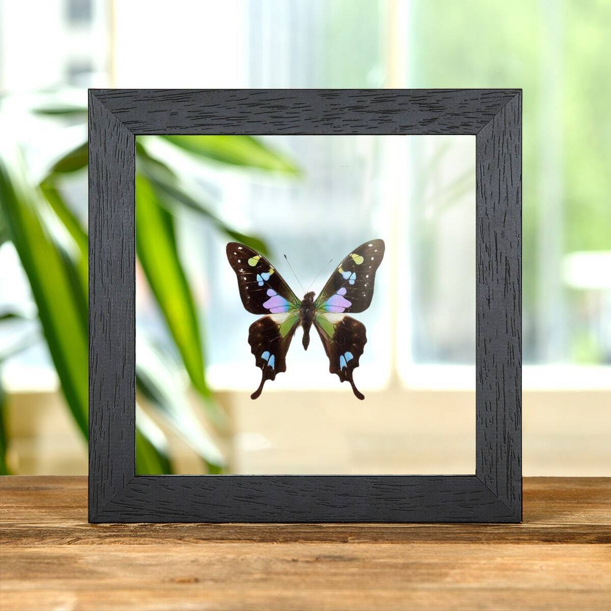 Taxidermy Purple Mountain Swallowtail in Clear Glass Frame (Graphium weiskei arf