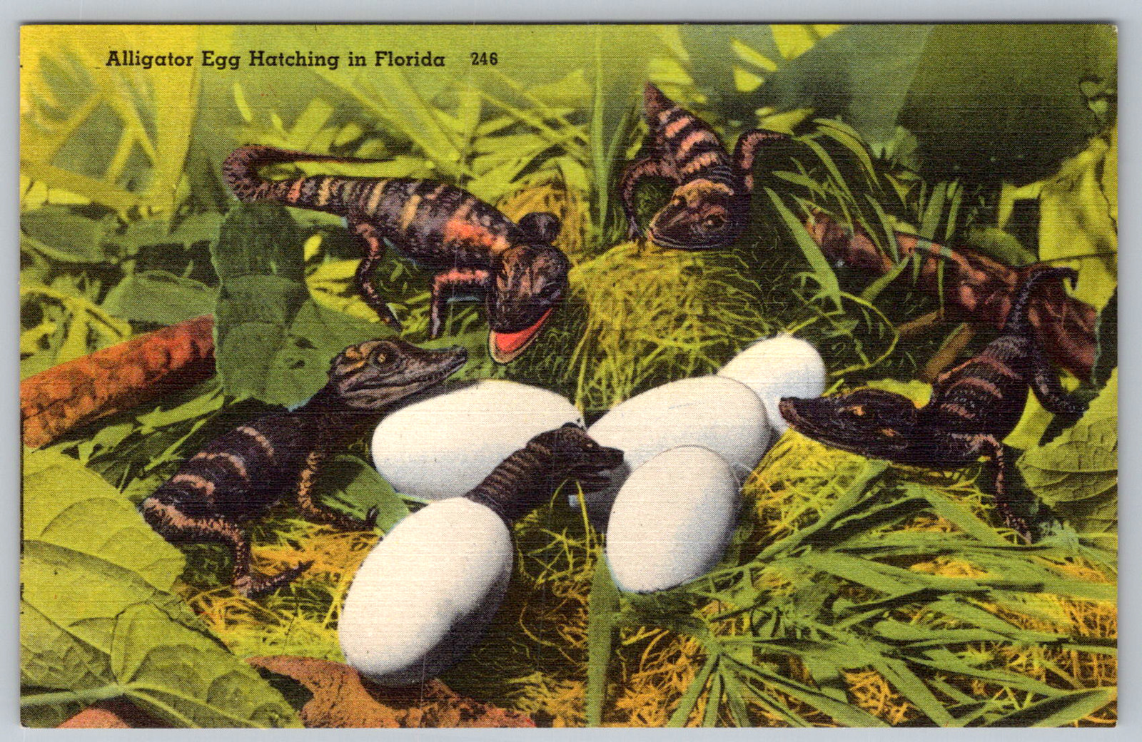 c1940s Alligator Egg Hatching Florida Postcard