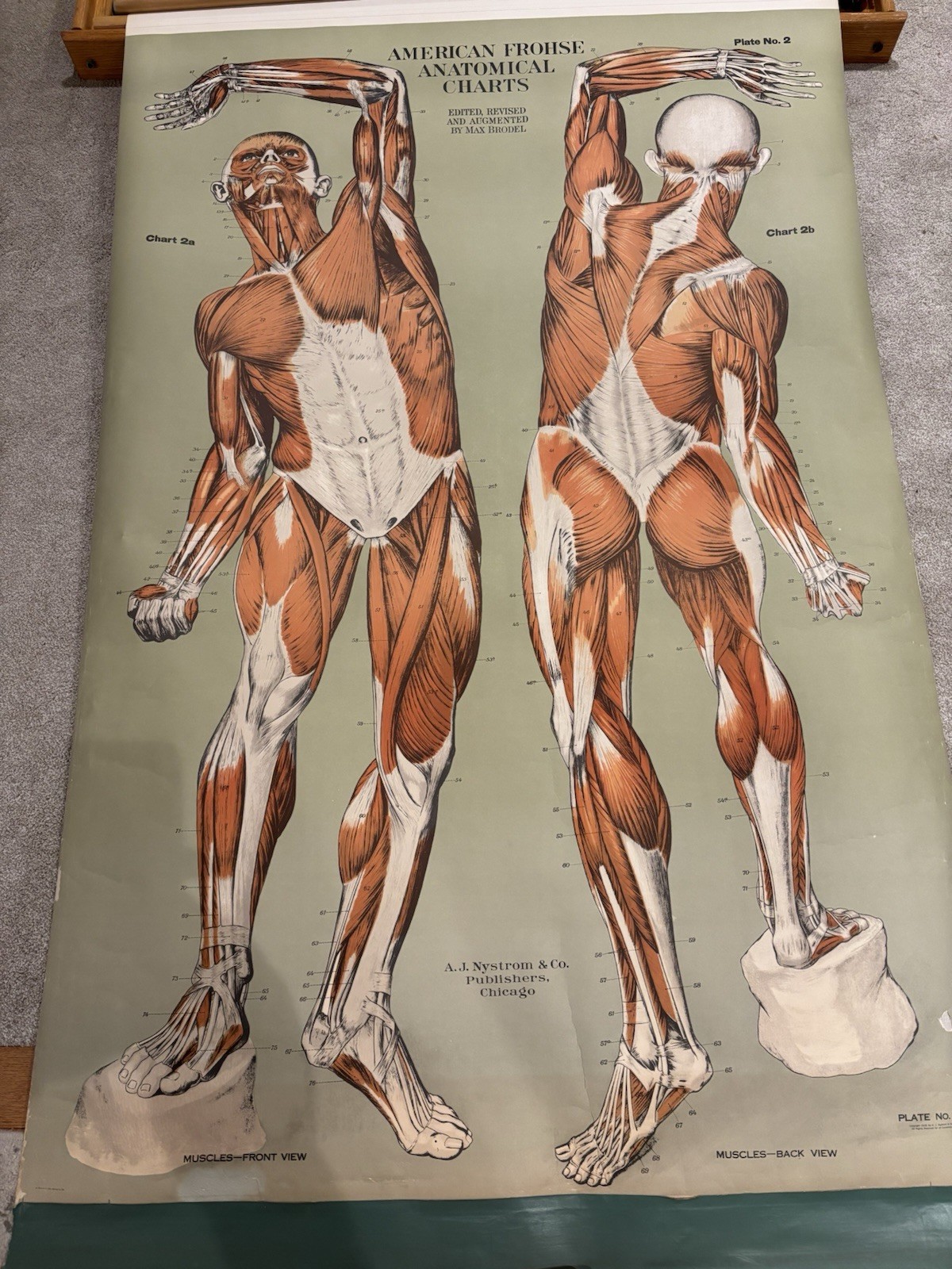 Frohse Anatomical Charts, AJ Nystrom publishing, 11 Charts