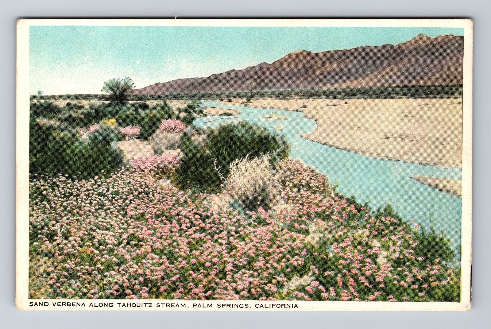 Palm Springs CA- California, Sand Verbena Along Tahquitz Stream Vintage Postcard
