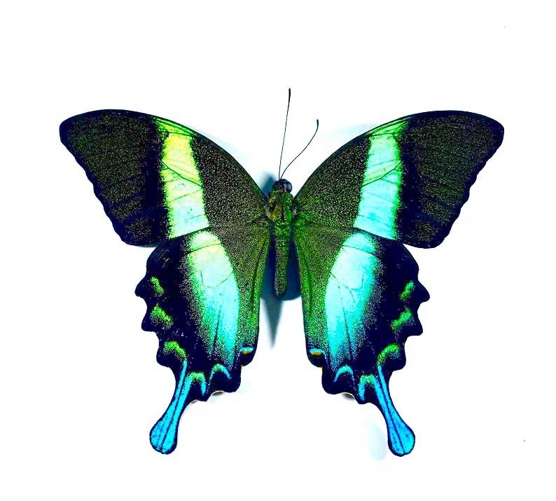 WINGS OPEN Green Black Butterfly Papilio blumei Peacock Swallowtail Indonesia WINGS OPEN Green Black Butterfly Papilio blumei Peacock Swallowtail Indonesia
