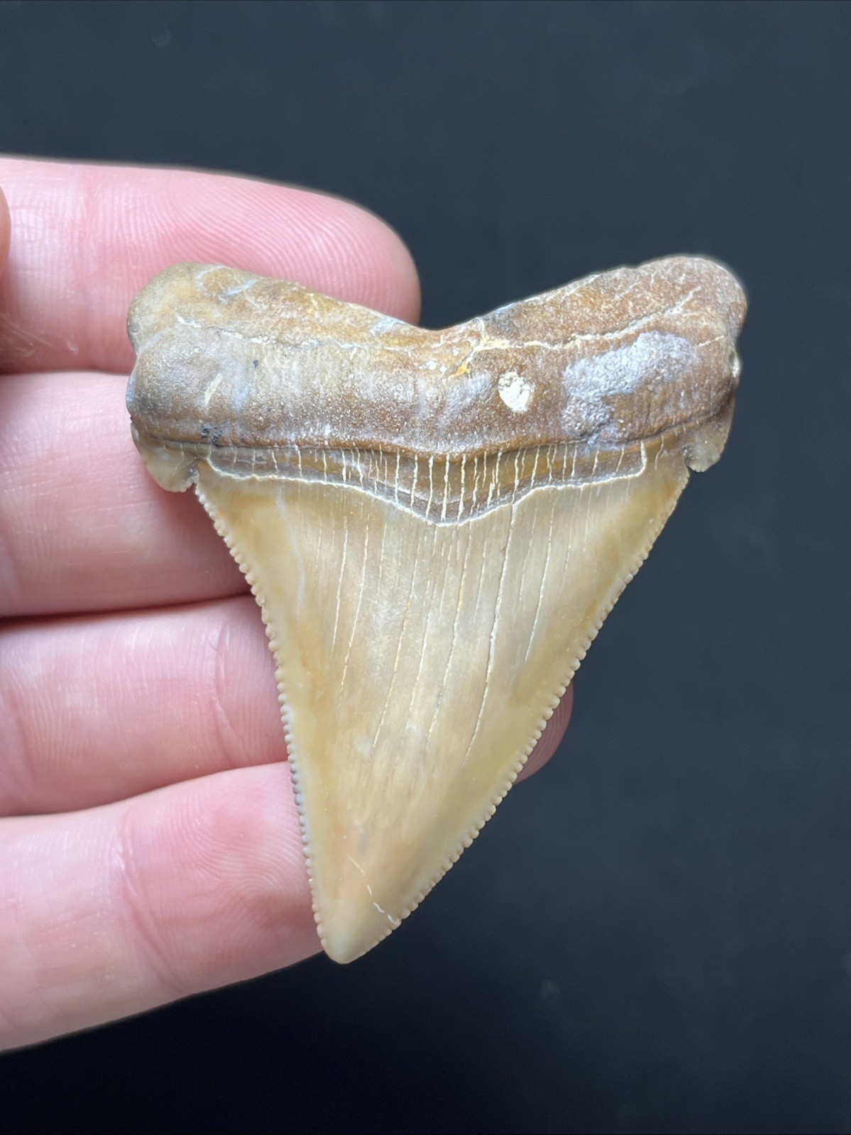 Big Grade A+ Quality Landsite  Angustidens Fossil Shark Tooth Summerville, SC