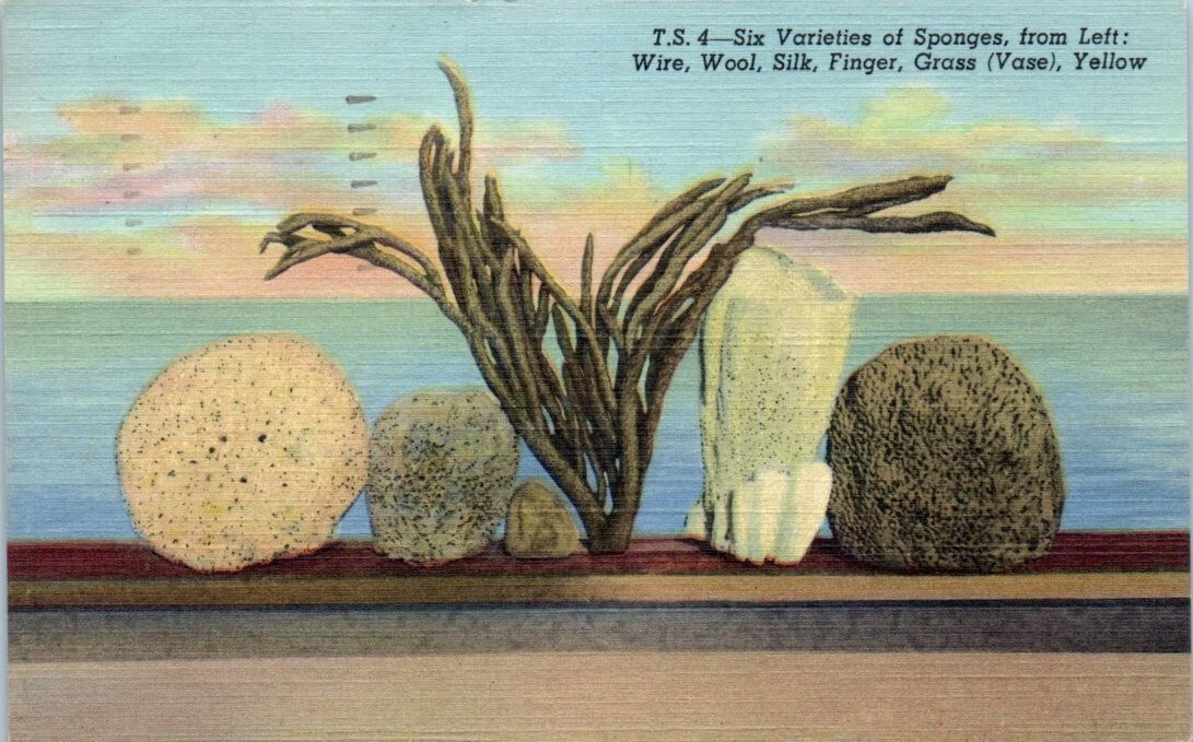 Six Varieties of Sponge TARPON SPRINGS, Florida FL c1951 linen - Postcard