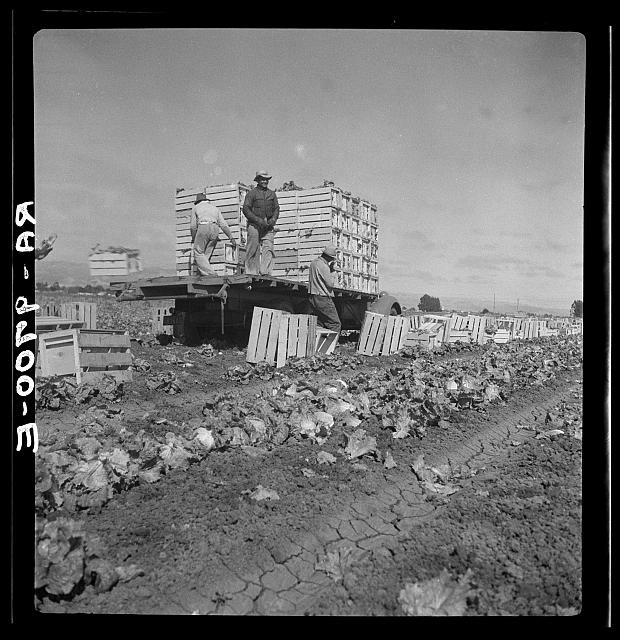 Photo:Salinas California 1936 Lettuce Harvest Fields Workers Truck