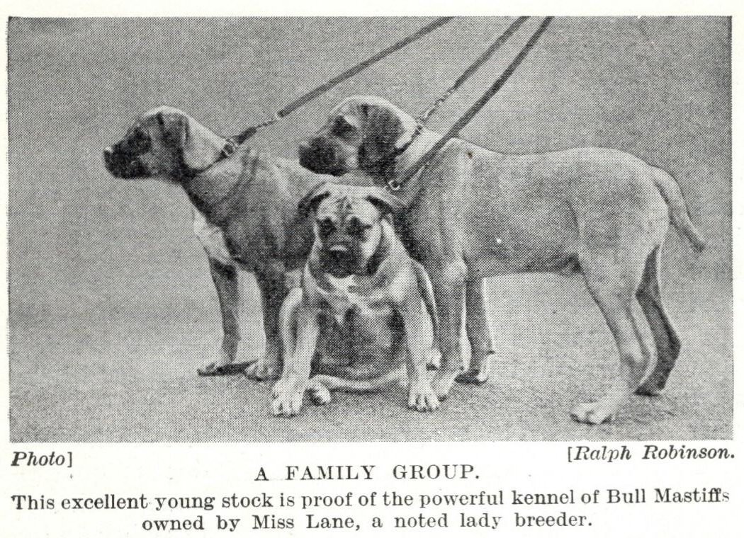 Bull Mastiff 