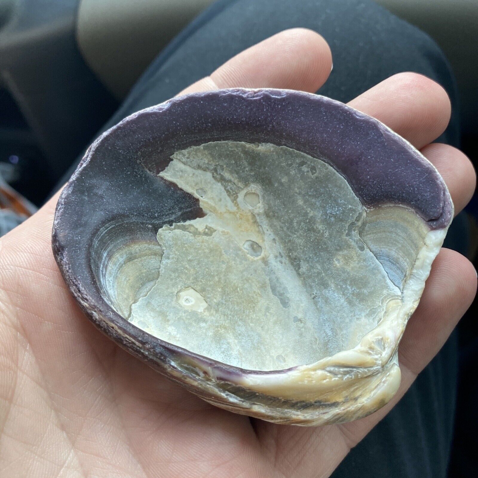Beautiful Thick Sea Shell Collectible, Beautiful Art Piece
