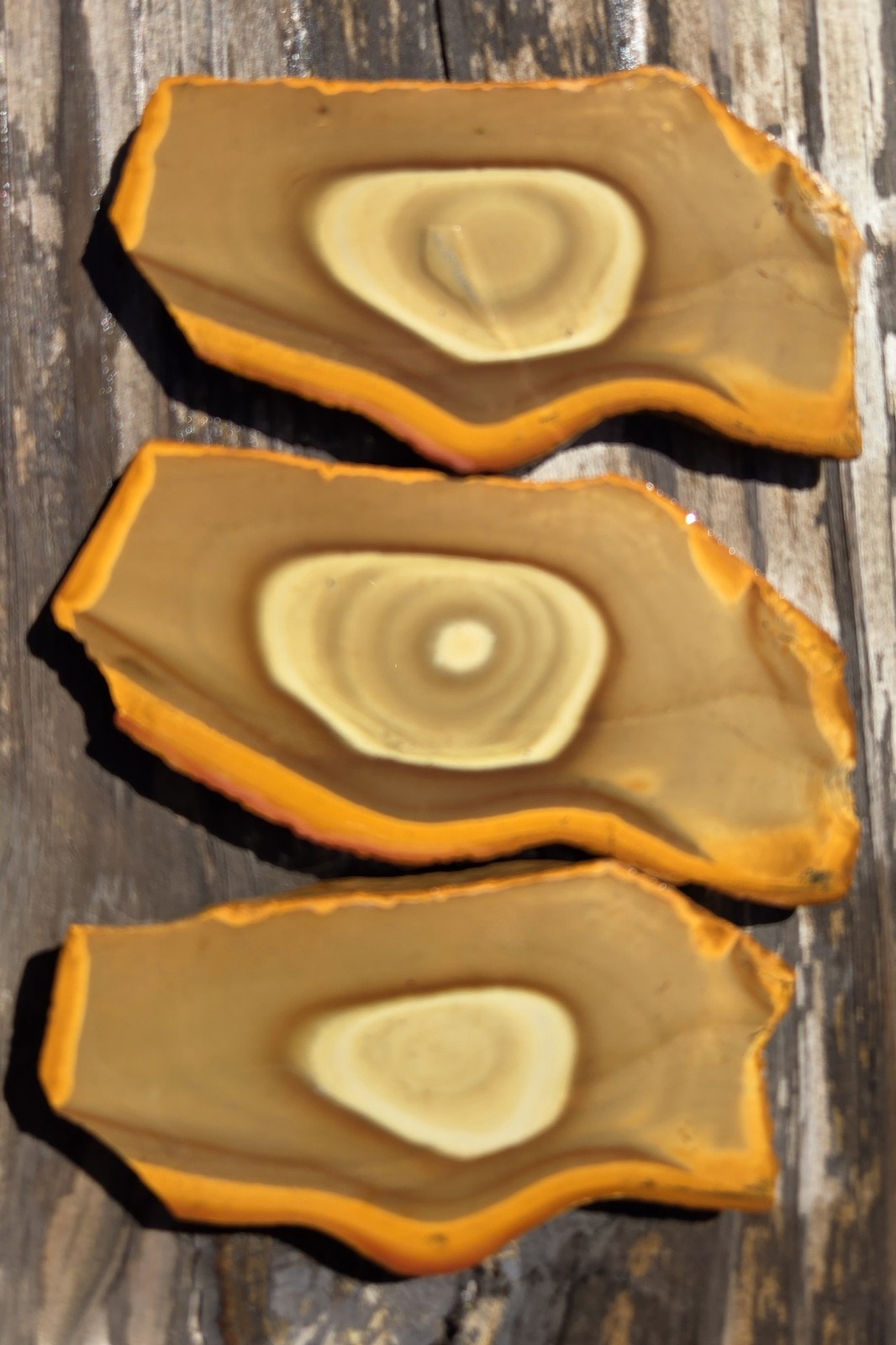 Antelope Creek Picture Jasper Matching Sunset Slabs 3 Slices Lapidary Rough
