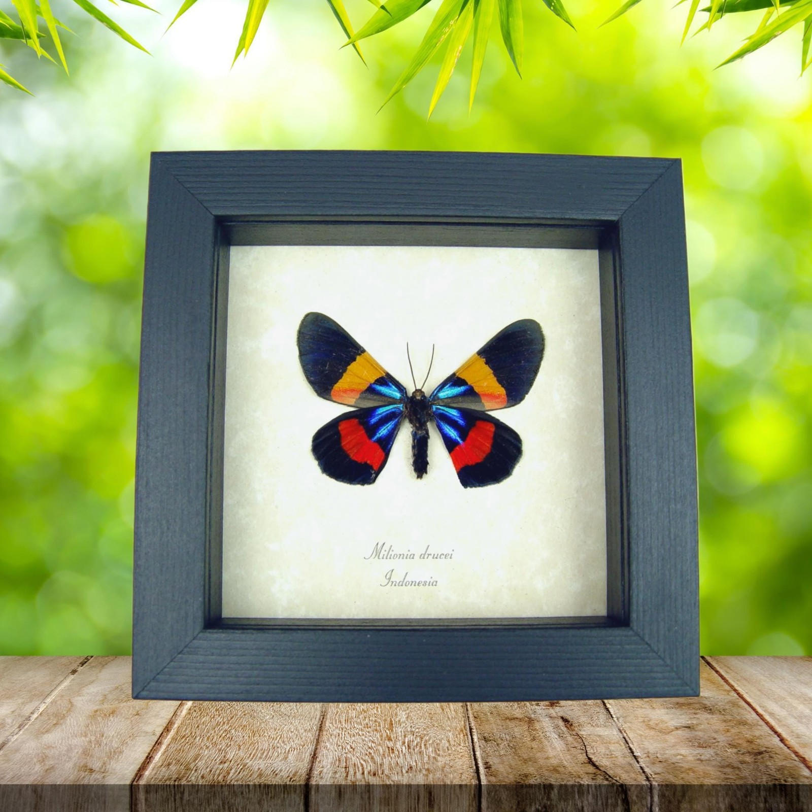 Milionia drucei verso Day Flying Moth Real Framed Taxidermy Display