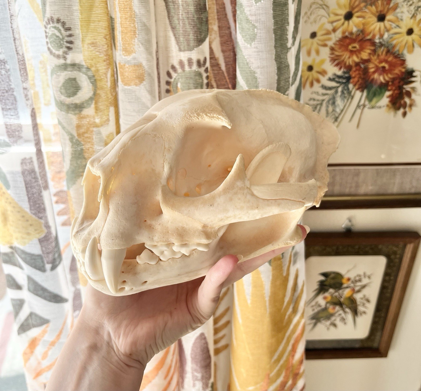 Vintage 8in Long Cougar Skull Taxidermy Puma Mountain Lion OBO