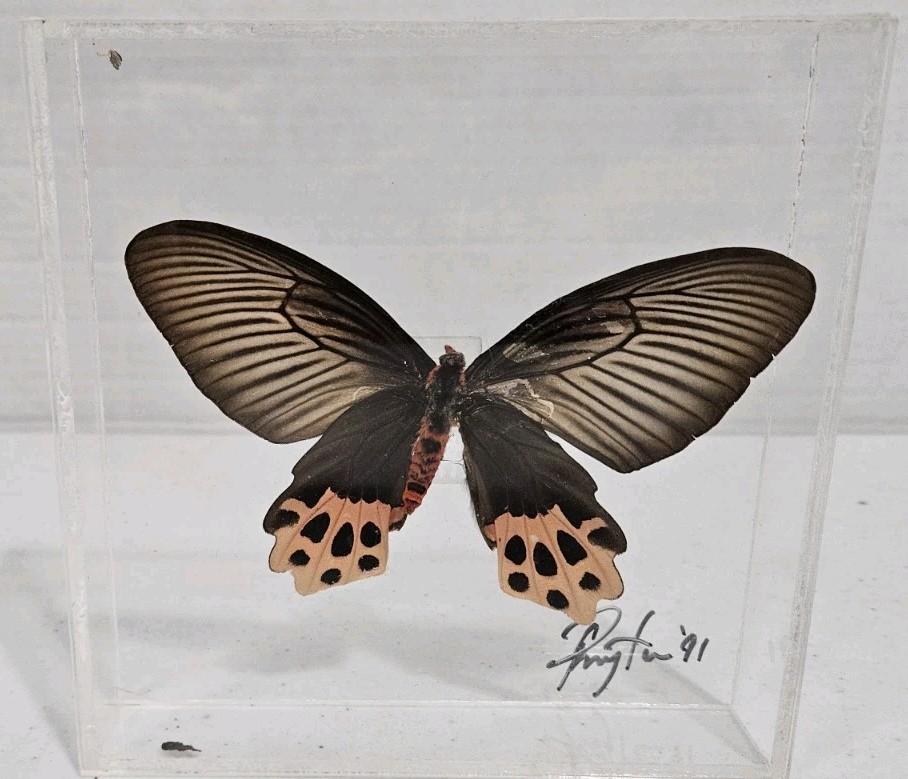 Real Framed Butterfly Swallowtail Taxidermy Vtg 