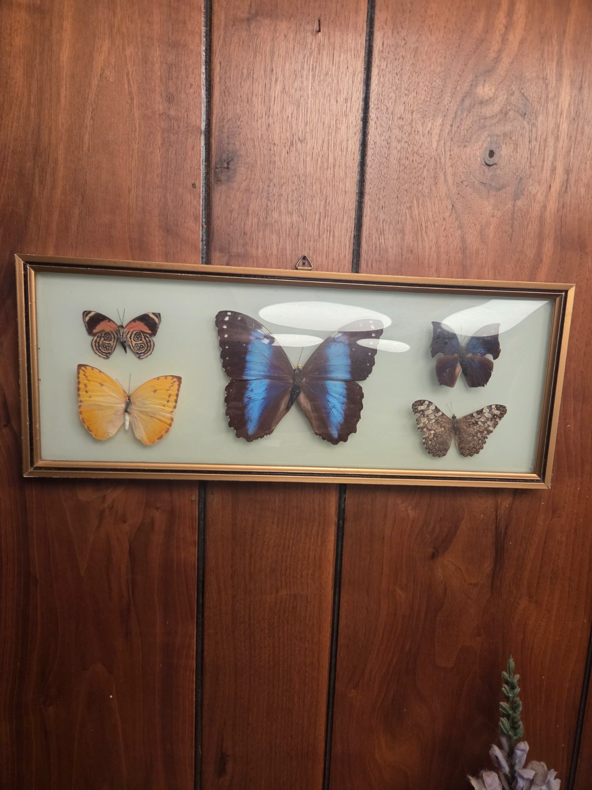 1970's Framed Exotic Butterfly Collection – Multi-Species Display (Museum Style) 1970's Framed Exotic Butterfly Collection – Multi-Species Display (Museum Style)